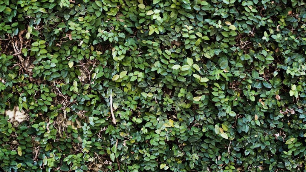 decoracion co jardines verticales